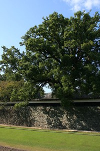 長堀の小道：熊本城